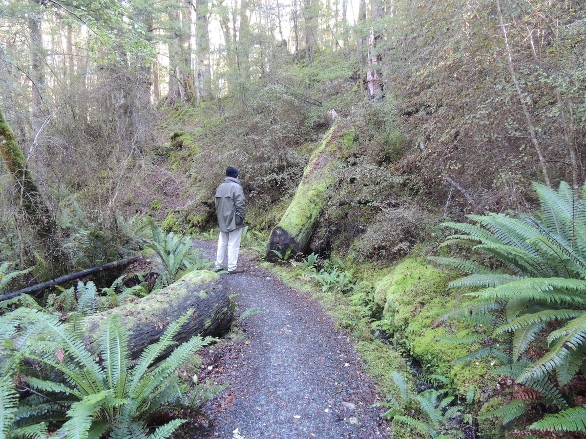 From Certification to Practice: Launching Your Career as a Forest ...