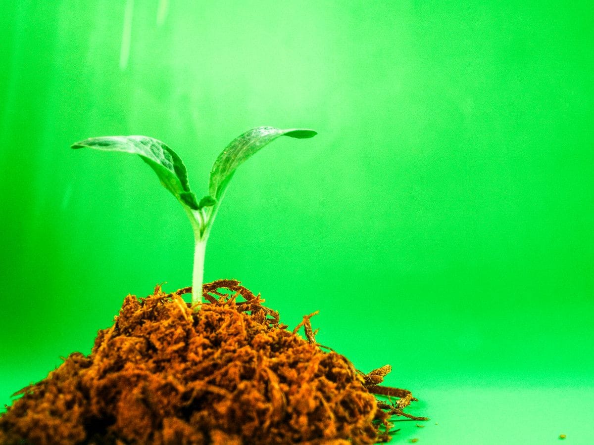 The Impact Explored: Understanding Reforestation Effects | Treeming.org