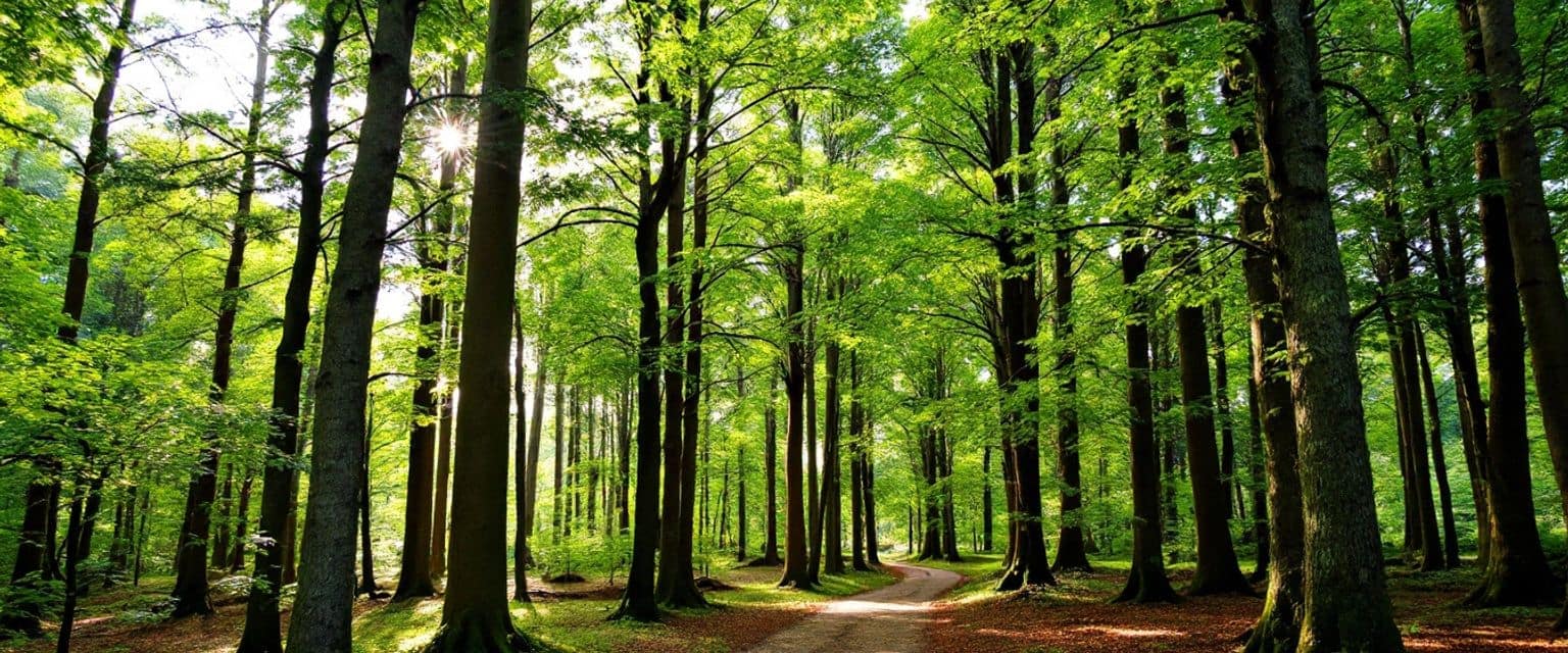 The Healing Power of Forest Bathing in Estonia’s Lahemaa National Park