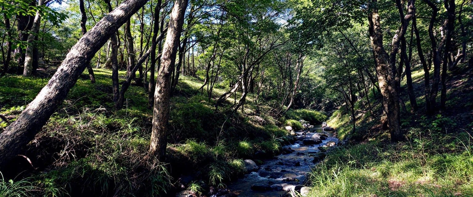 Embrace the Wilderness Forest Bathing in Argentina’s Tierra del Fuego